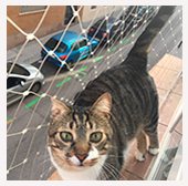 Protecciones para Gatos y Perros en Ventanas y Terrazas